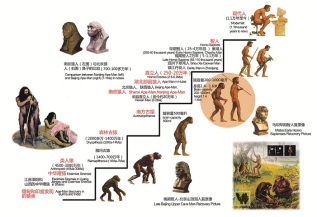 南京猿人在人类进化中的位置